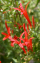 Anisacanthus wrightii - Flame Acanthus