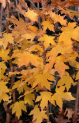 Acer barbatum – Southern Sugar Maple
