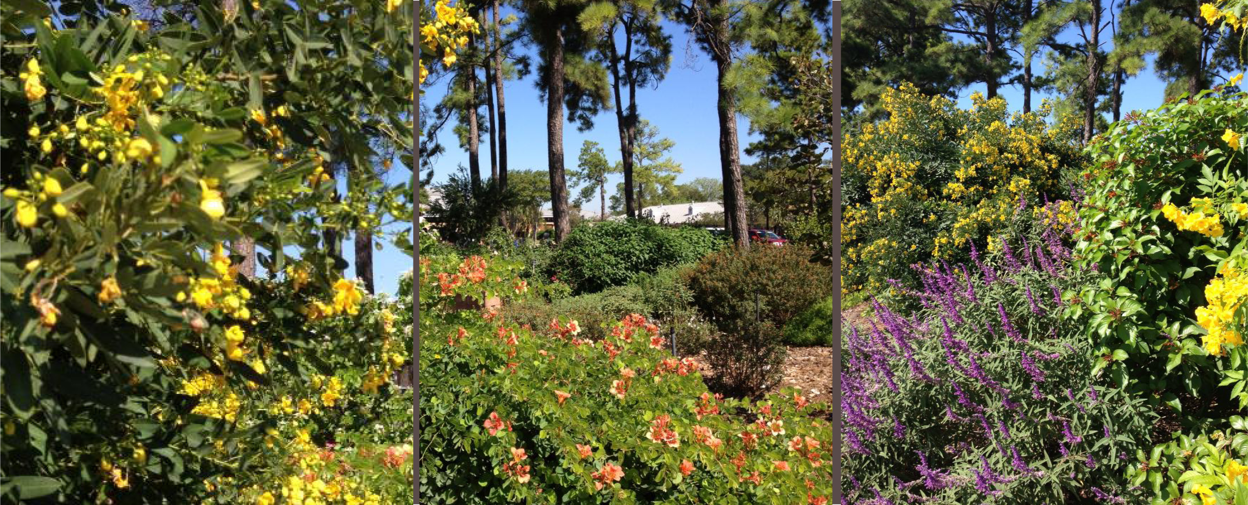 White Oak Butterfly & Hummingbird Garden