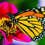 Monarch butterfly on bright pink flower
