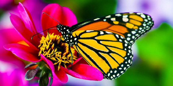 Monarch butterfly on bright pink flower