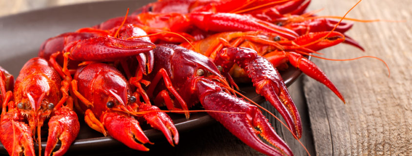 Crawfish on wooden background