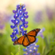 Monarch butterfly on Texas bluebonnet