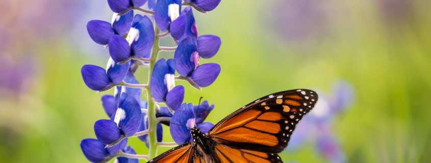 Monarch butterfly on Texas bluebonnet