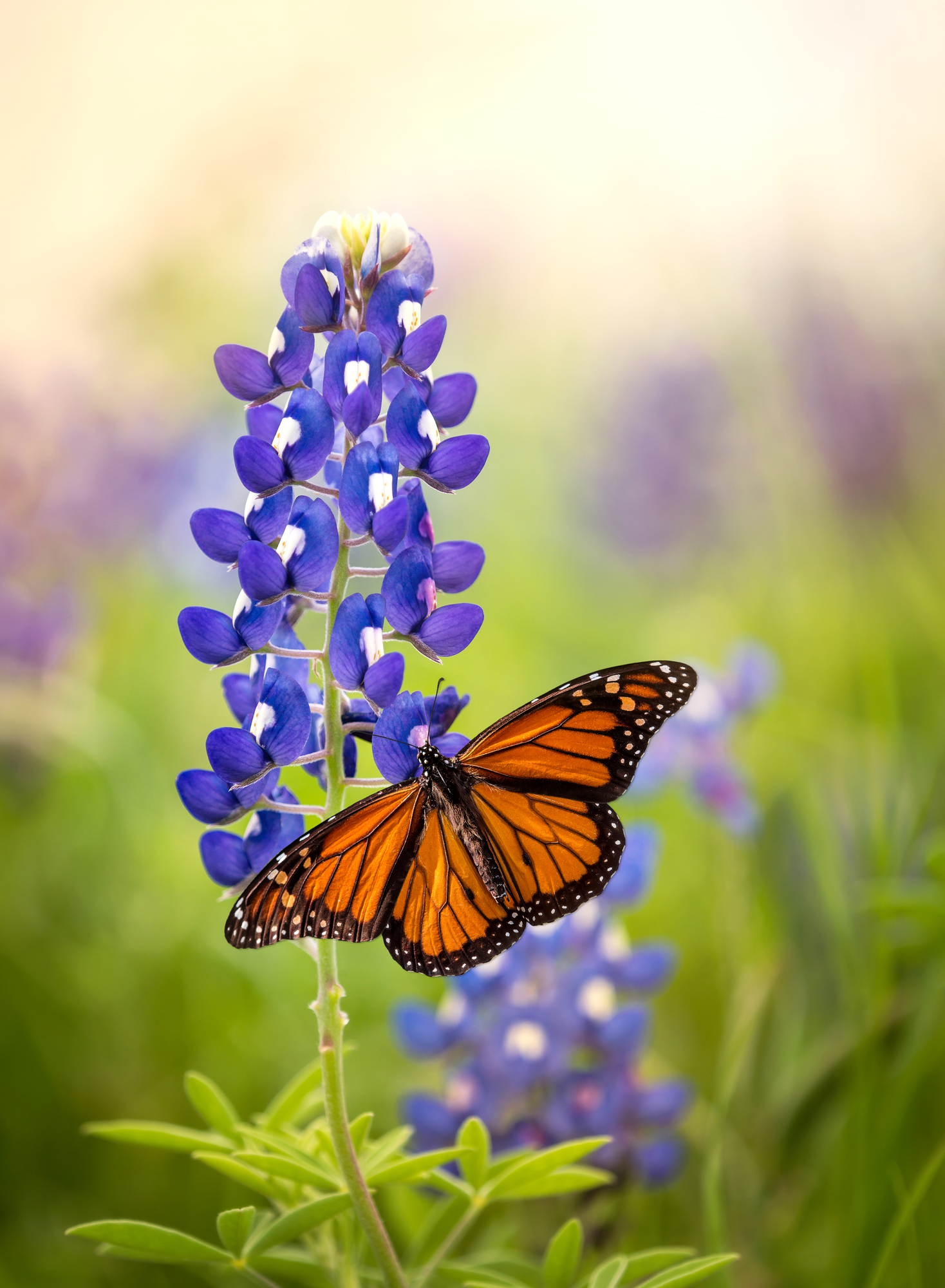 Monarch butterfly on Texas bluebonnet
