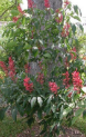 Aesculus pavia – Texas Red Buckeye